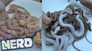 INSANE  RARE RETICULATED PYTHON CLUTCH  EYE CANDY [upl. by Anierdna230]