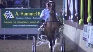 Atleet algeheel beeld als tuigpaard 9 m4v [upl. by Yellehs]