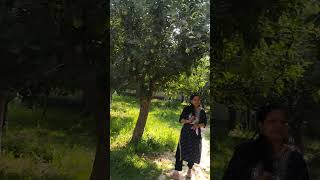 Apple ka bagan in kashmir l trending applebagankashmir shortshappy journey [upl. by Reinhardt375]