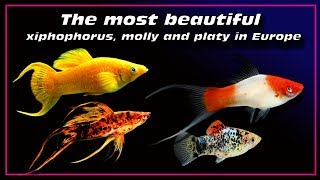 the most beautiful xiphophorus fish  molly and platy in Europe ✔ [upl. by Nylrehc866]