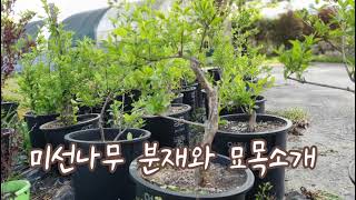 미선나무 분재와 삽목1년생 묘목소개 AWhite Forsythia bonsai cutting 1year seedling [upl. by Howzell]