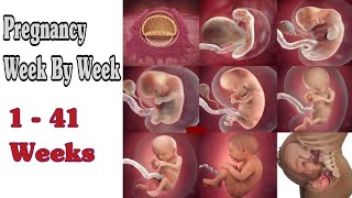 Pregnancy Week By Week  1  41 Weeks Fetal Developments [upl. by Giovanna]