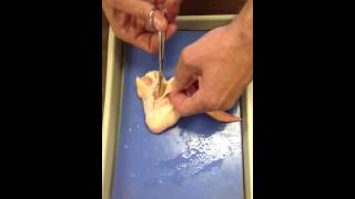 Chicken wing dissection part 1 [upl. by Azzil]