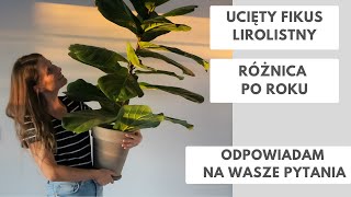 Ucięty wierzchołek fikusa lirolistnego  jak wygląda po roku🌿 Odpowiadam na Wasze pytania [upl. by Yelha745]