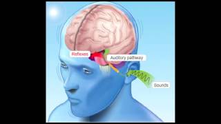 How Hearing Works [upl. by Atsylac]