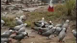 African Grey Parrots in the Wild [upl. by Melas923]