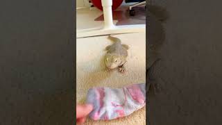 Bearded Dragon Is Obsessed With This One Sock  The Dodo [upl. by Edaj480]