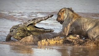 Leopard vs Crocodile 🐊 [upl. by Nitsirc]