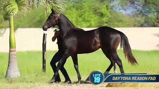 LOTE 19 DAYTONA REASON FAD [upl. by Sairahcaz697]