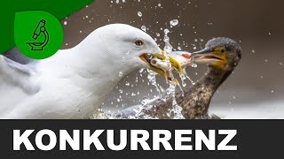 Konkurrenz  Biotische Umweltfaktoren [upl. by Emlynne]