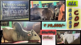 MEDIUM RANGE COW at GOLBARI😱😱FULL CHAKALLASMAMALOGCOWSOFKOLKATASTARTING 70K [upl. by Magda730]