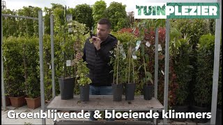 Arjans Top 5 groenblijvende amp bloeiende klimplanten  TUINPLEZIER [upl. by Nail]