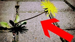 Gartentipp Unkraut amp Moos leicht aus Fugen entfernen ohne Bücken – Pflasterfugen reinigen Lifehack [upl. by Josler545]