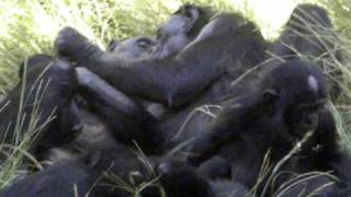 Bonobos enjoying time together [upl. by Ilram]