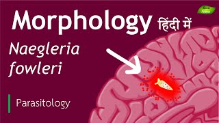 Naegleria fowleri in Hindi Morphological features  Parasitology  Basic Science Series [upl. by Asserak]