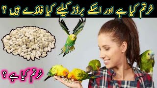 What is Safflower Seeds  amp kurtam Seeds Benefits for Birds safflower benefits birds [upl. by Ainnet491]