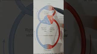 Systemic circulation and pulmonary circulation  double circulation in heart [upl. by Naggem]