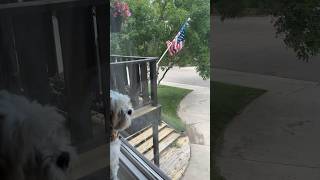 High wind warning in Windy Wyoming with Mojo the Dog and USA flag dogshorts Happy July 4th [upl. by Eanahs]