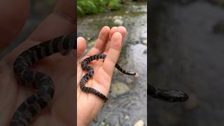 Rock flipping for water snakes 🐍 herping snakes creek watersnake reptiles [upl. by Mountfort]