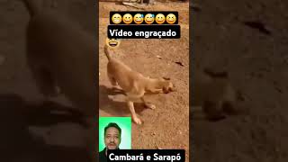 Vídeo engraçado cambará e Sarapó causos humor piadas [upl. by Codie]