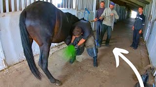 IMAGINE her RELIEF This horse COULDNT stand  Full horse hoof Cleaning [upl. by Elsilrac]