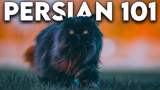 How do persian cats grow  🔥  persian cat growth stages  persian kitten time lapse [upl. by Nakah]