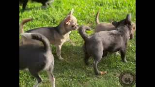 Funny chihuahua gang 😻 [upl. by Aelanej]