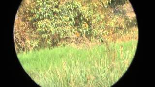 Birds of Colombia Eastern Meadowlark Sturnella magna [upl. by Rube]