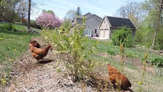 Growing Highbush Blueberries In Southeastern Pennsylvania zone 6B [upl. by Ume383]