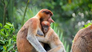 बंदर के बारे मे रोचक तथ्य  Facts About Monkey in Hindi [upl. by Nilrah597]