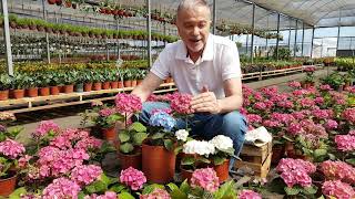 COLORES DE LAS HORTENSIAS por Alvaro Ruiz Moreno de VIVEROTERAPIA [upl. by Eiramannod]