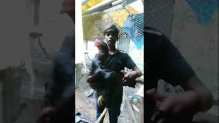 Sandakoli shorts video from SK birds form please like subscribe friends [upl. by Abshier932]