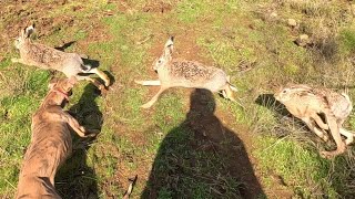 Galgo vs Liebre vs Conejo Lo Mejor del año 2023 Cacería de Liebres y Conejos con Perro [upl. by Geller]