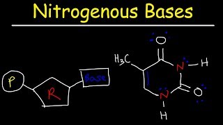 Nucleosides vs Nucleotides Purines vs Pyrimidines  Nitrogenous Bases  DNA amp RNA [upl. by Rorke]