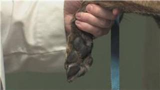 Dog Health  How to Treat a Pad Injury on a Dog [upl. by Elwyn]