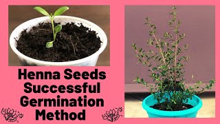 Henna Seed Successful Germination Method  Lawsonia Inermis [upl. by Rhodia]