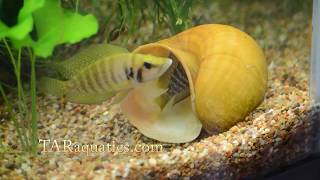 Altolamprologus calvus Yellow 001 [upl. by Sirtimed]