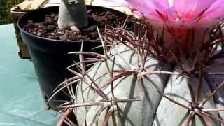 echinocactus horizonthalonius cactus devils head [upl. by Yenitsed]