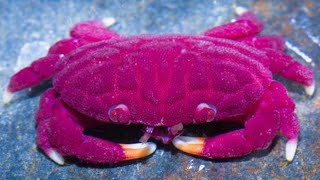 Most beautiful Crabs in the world [upl. by Sherburn]