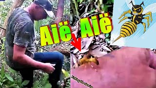 Des Piqûres de Guêpes Compil Vidéo 974 Pour une Friture de Larve Notre Tradition🐝🐝 [upl. by Siednarb]