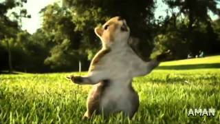 KIT KAT squirrel Ad 2010 india HD [upl. by Salba111]