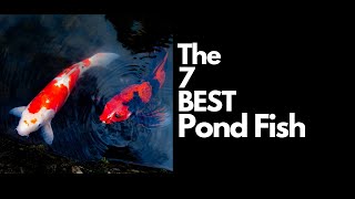 The 7 Best Pond Fish 🐟 [upl. by Egoreg]