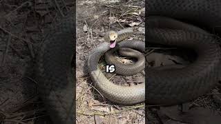 Top 5 Most Venemous Snakes [upl. by Yderf330]