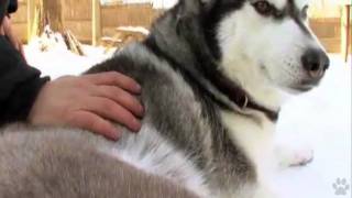 Dogs 101  Siberian Husky [upl. by Brewer]