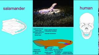 CLADOGRAM SHARED TETRAPOD FEATURES [upl. by Cynera]