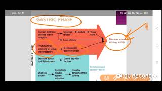 Phases Of Digestion Cephalic Phase Gastric Phase Intestinal Phase [upl. by Alber211]