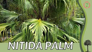 NITIDA PALM Information Description amp More Livistona nitida [upl. by Haletky]