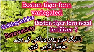 Tiger Boston fern variegated getting babies free fertilizerBloom with SI [upl. by Zurc322]