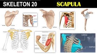 Skeleton 20  Scapula  Pectoral girdle  Acromion process  Spine  Coracoid process [upl. by Aland]