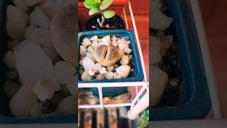 Crecimiento de los Lithops tipsplantas lithops cactus plantasbonitas plantasraras plantas [upl. by Isle]